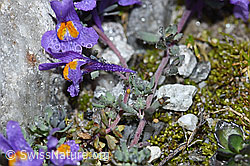 Linaria alpina (F188872)