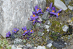 Linaria alpina (F188873)
