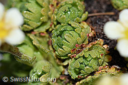 Gefurchter Steinbrech (Saxifraga exarata) (F188882) Gefurchter Steinbrech (Saxifraga exarata) (F188882)