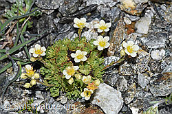 Gefurchter Steinbrech (Saxifraga exarata) (F188883) Gefurchter Steinbrech (Saxifraga exarata) (F188883)
