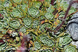 Saxifraga paniculata (F188963)