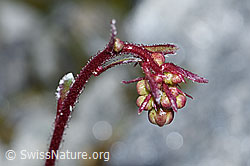 Saxifraga paniculata (F188964)