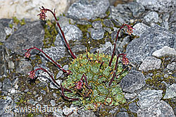 Saxifraga paniculata (F188967)