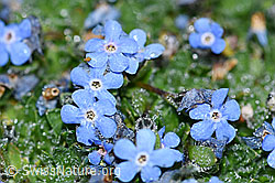 Photo: Eritrichium nanum