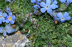 Photo: Eritrichium nanum