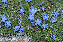 Photo: Eritrichium nanum