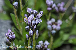 Bläuliche Gänsekresse (Arabis caerulea) (F188985) Bläuliche Gänsekresse (Arabis caerulea) (F188985)