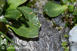 Bläuliche Gänsekresse (Arabis caerulea) (F188987) Bläuliche Gänsekresse (Arabis caerulea) (F188987)