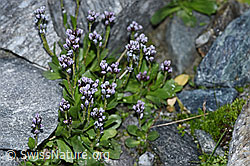 Bläuliche Gänsekresse (Arabis caerulea) (F188989) Bläuliche Gänsekresse (Arabis caerulea) (F188989)