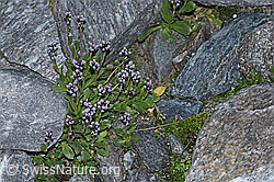 Bläuliche Gänsekresse (Arabis caerulea) (F188990) Bläuliche Gänsekresse (Arabis caerulea) (F188990)