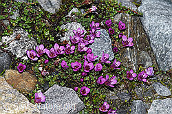 Gegenblättriger Steinbrech (Saxifraga oppositifolia) (F188991) Gegenblättriger Steinbrech (Saxifraga oppositifolia) (F188991)