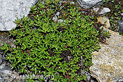 Bewimperter Steinbrech (Saxifraga aizoides) (F188992) Bewimperter Steinbrech (Saxifraga aizoides) (F188992)