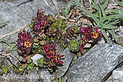 Saxifraga biflora (F188996)