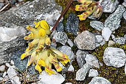 Alpen-Wundklee (Anthyllis vulneraria ssp. alpestris) (F189622) Alpen-Wundklee (Anthyllis vulneraria ssp. alpestris) (F189622)