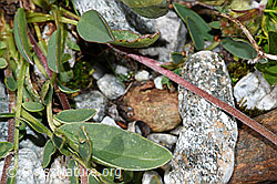 Alpen-Wundklee (Anthyllis vulneraria ssp. alpestris) (F189624) Alpen-Wundklee (Anthyllis vulneraria ssp. alpestris) (F189624)