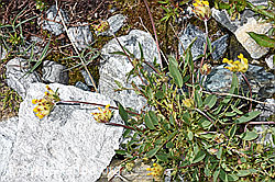 Alpen-Wundklee (Anthyllis vulneraria ssp. alpestris) (F189625) Alpen-Wundklee (Anthyllis vulneraria ssp. alpestris) (F189625)