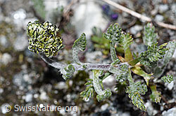 Ährige Edelraute (Artemisia genipi) (F189634) Ährige Edelraute (Artemisia genipi) (F189634)