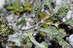 Ährige Edelraute (Artemisia genipi) (F189635) Ährige Edelraute (Artemisia genipi) (F189635)