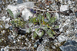 Ährige Edelraute (Artemisia genipi) (F189636) Ährige Edelraute (Artemisia genipi) (F189636)
