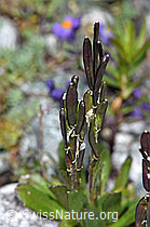 Bläuliche Gänsekresse (Arabis caerulea) (F189652)