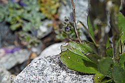 Bläuliche Gänsekresse (Arabis caerulea) (F189653)