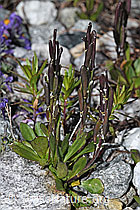 Bläuliche Gänsekresse (Arabis caerulea) (F189655)