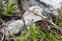 Alpen-Widderchen (Zygaena exulans) an Fleischers Weidenröschen (Epilobium fleischeri) (F189658) Alpen-Widderchen (Zygaena exulans) an Fleischers Weidenröschen (Epilobium fleischeri) (F189658)
