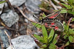 Alpen-Widderchen (Zygaena exulans) an Fleischers Weidenröschen (Epilobium fleischeri) (F189661) Alpen-Widderchen (Zygaena exulans) an Fleischers Weidenröschen (Epilobium fleischeri) (F189661)