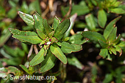 Fleischers Weidenröschen (Epilobium fleischeri) (F189662) Fleischers Weidenröschen (Epilobium fleischeri) (F189662)