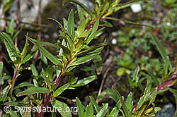 Fleischers Weidenröschen (Epilobium fleischeri) (F189663) Fleischers Weidenröschen (Epilobium fleischeri) (F189663)