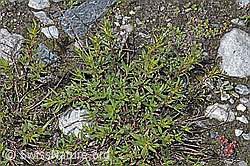 Fleischers Weidenröschen (Epilobium fleischeri) (F189664) Fleischers Weidenröschen (Epilobium fleischeri) (F189664)