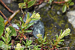 Bewimperter Steinbrech (Saxifraga aizoides) (F189666) Bewimperter Steinbrech (Saxifraga aizoides) (F189666)