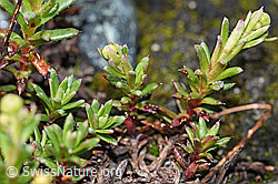 Bewimperter Steinbrech (Saxifraga aizoides) (F189668) Bewimperter Steinbrech (Saxifraga aizoides) (F189668)
