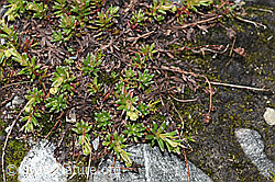 Bewimperter Steinbrech (Saxifraga aizoides) (F189669) Bewimperter Steinbrech (Saxifraga aizoides) (F189669)