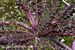 Kerners Läusekraut (Pedicularis kerneri) (F189672) Kerners Läusekraut (Pedicularis kerneri) (F189672)