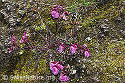 Kerners Läusekraut (Pedicularis kerneri) (F189675) Kerners Läusekraut (Pedicularis kerneri) (F189675)