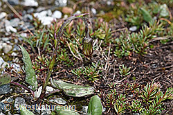Tussilago farfara (F189676)