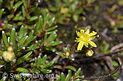 Bewimperter Steinbrech (Saxifraga aizoides) (F189727) Bewimperter Steinbrech (Saxifraga aizoides) (F189727)