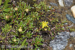 Bewimperter Steinbrech (Saxifraga aizoides) (F189728) Bewimperter Steinbrech (Saxifraga aizoides) (F189728)