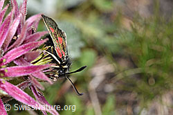 Alpen-Widderchen (Zygaena exulans) auf Berg-Hauswurz (Sempervivum montanum) (F189765) Alpen-Widderchen (Zygaena exulans) auf Berg-Hauswurz (Sempervivum montanum) (F189765)