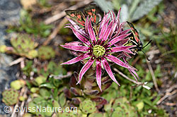 Berg-Hauswurz (Sempervivum montanum). (F189766) Berg-Hauswurz (Sempervivum montanum). (F189766)