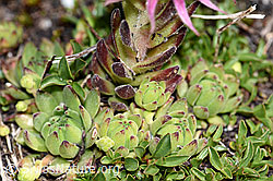 Berg-Hauswurz (Sempervivum montanum) (F189767) Berg-Hauswurz (Sempervivum montanum) (F189767)