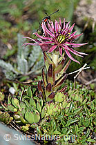 Berg-Hauswurz (Sempervivum montanum) (F189768) Berg-Hauswurz (Sempervivum montanum) (F189768)