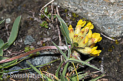 Alpen-Wundklee (Anthyllis vulneraria ssp. alpestris) (F189777) Alpen-Wundklee (Anthyllis vulneraria ssp. alpestris) (F189777)