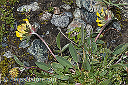 Alpen-Wundklee (Anthyllis vulneraria ssp. alpestris) (F189780) Alpen-Wundklee (Anthyllis vulneraria ssp. alpestris) (F189780)