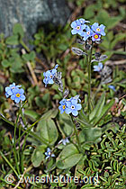 Alpen-Vergissmeinnicht (Myosotis alpestris) (F189784) Alpen-Vergissmeinnicht (Myosotis alpestris) (F189784)