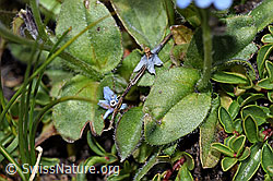 Alpen-Vergissmeinnicht (Myosotis alpestris) (F189785) Alpen-Vergissmeinnicht (Myosotis alpestris) (F189785)
