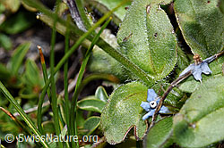 Alpen-Vergissmeinnicht (Myosotis alpestris) (F189786) Alpen-Vergissmeinnicht (Myosotis alpestris) (F189786)