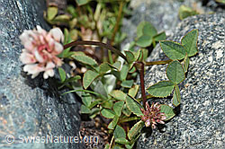 Bleicher Klee (Trifolium pallescens) (F189791) Bleicher Klee (Trifolium pallescens) (F189791)