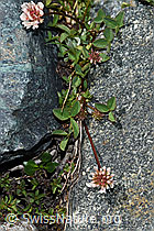 Bleicher Klee (Trifolium pallescens) (F189792) Bleicher Klee (Trifolium pallescens) (F189792)